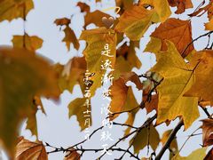 -三里屯东五街银杏大道