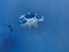 -常州海昌海洋探索馆
