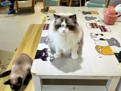 -藏猫猫咖啡主题馆(中央大道店)