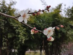 -苏州环秀晓筑养生度假村