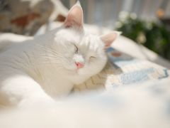 -瑞派·关忠动物医院·猫专科·犬专科(三环新城店)