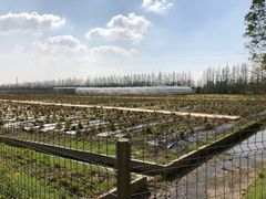 -上海长兴岛郊野公园