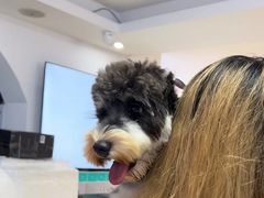 -翊宠yipet猫狗购宠庄园犬舍•猫舍