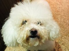 -more than meow吴止猫主题餐厅(承德 中船汇店)