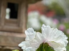 -龙华寺