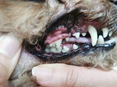 -宠福鑫康馨动物医院·骨科·眼科