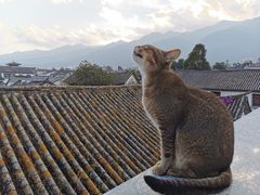 -喵屿·大理花园猫咖