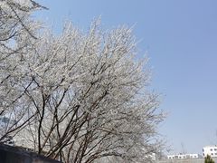 -长安寺