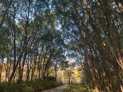 -昆山城市生态森林公园