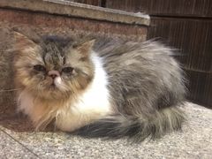 -more than meow吴止猫主题餐厅(承德 中船汇店)