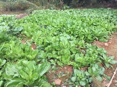 -天目湖刘老四农庄