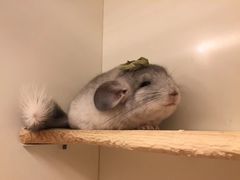 -龙猫仔乐园(惠福东路店)