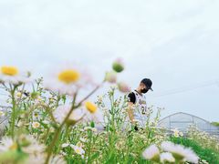 -海上花岛玫瑰园采摘