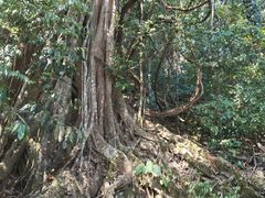 -中国科学院西双版纳热带植物园