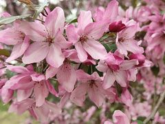 -海棠花溪(元大都城垣遗址公园)