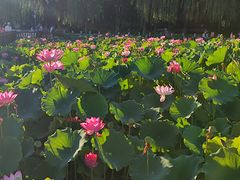 -莲花池公园