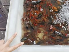 -海盗船. 龙虾烧烤. 酒馆