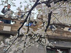 -武汉大学-樱园