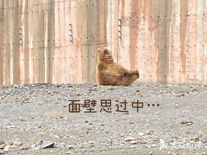 新疆天山野生动物园图片