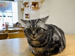 -藏猫猫咖啡主题馆(中央大道店)