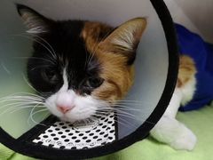 -创凡宠物医院·骨专科  猫科中心(西乡分院)
