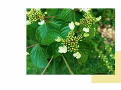 -中国科学院华南植物园