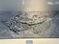 -安徽省地质博物馆