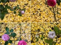 -苏州河梦清园环保主题公园