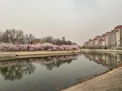 -桃花堤公园