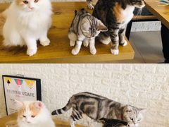 -平行世界·猫咖(首经贸店)