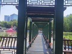 -莲花池公园