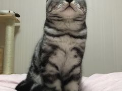 -利又安动物医院··老年病·猫科犬科·中兽医