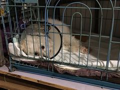 -爱侣宠医·鹦鹉专科·小型哺乳类·异宠专科(灵石路店)