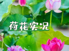 -莲花池公园