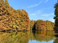 -上海海湾国家森林公园