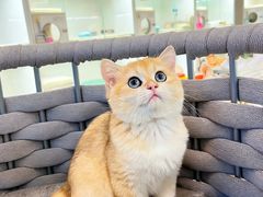 -lincat·猫舍(广州店)