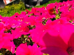 -武清南湖绿博园