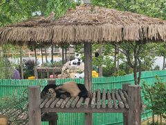 -西霞口神雕山野生动物世界