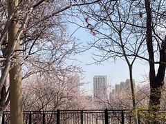 -桃花堤公园