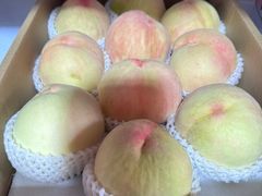 -南汇新场正宗水蜜桃采摘