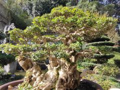 -南山植物园