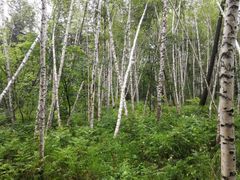 -五营红松林海景区