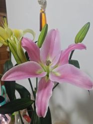 -Lily纤美·科技减脂中心