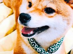 -逗柴咖啡屋·狗咖猫咖宠物桌游