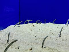 -上海海洋水族馆