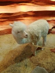 点击看大图 -酷嗒动物文化乐园(cutezoo西溪乐天城店)