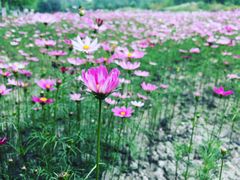 -成都中医药大学(温江校区)