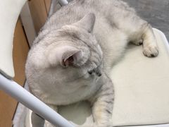 -爱洗澡的猫(望京店)