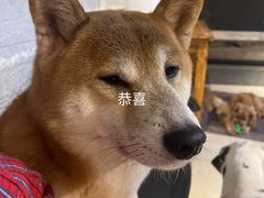 -萌喵宠狗爱心宠咖