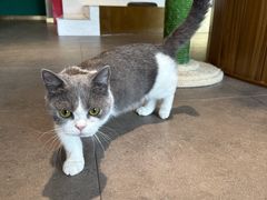 -飞行喵MR PILOT|猫舍·猫咖(静安大融城店)